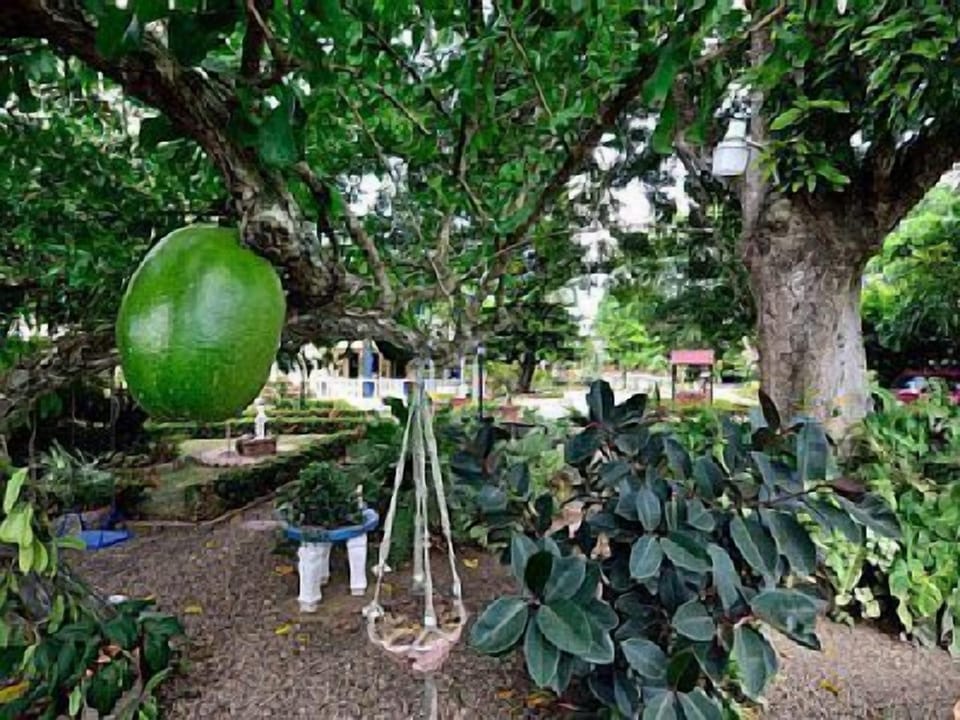 Under one of the mango trees on SANA El Jardin Secreto
