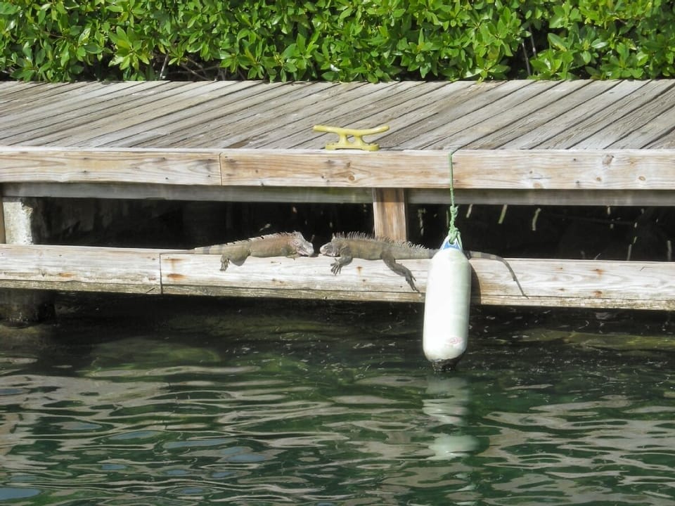 Even the iguanas love it here!