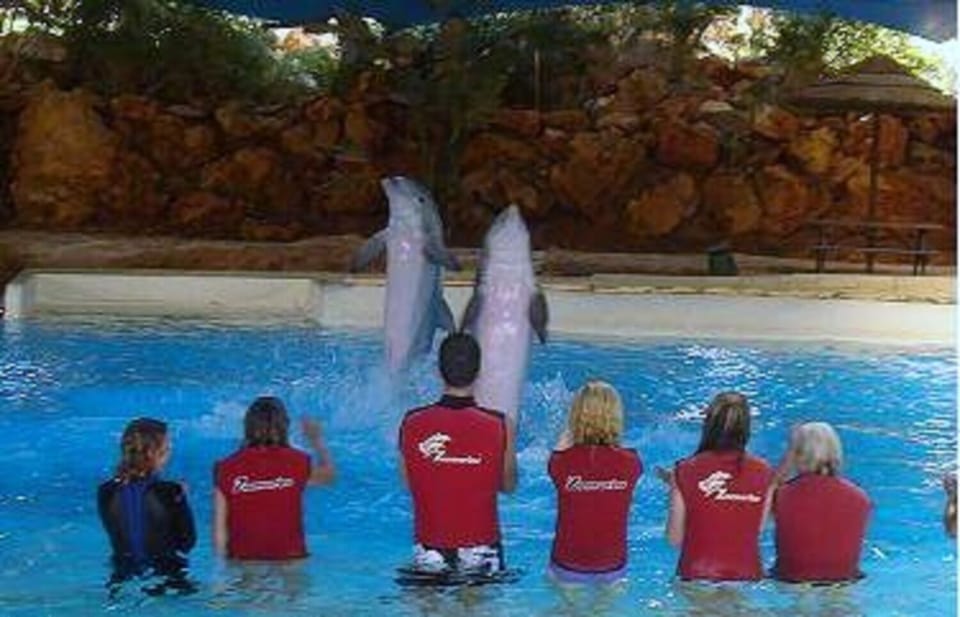 Swimming with dolphins