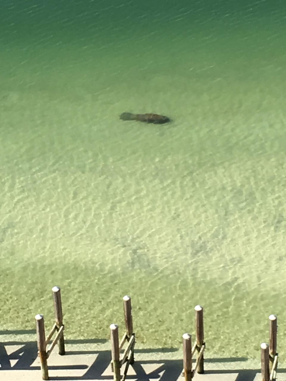 Crystal clear view of marine life from the terrace.