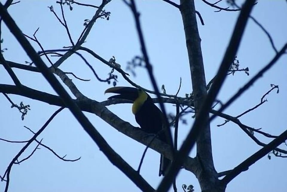 Toucan in back yard of Casa Maganda!!