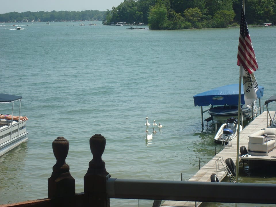 Porch View of MY swans!!!!