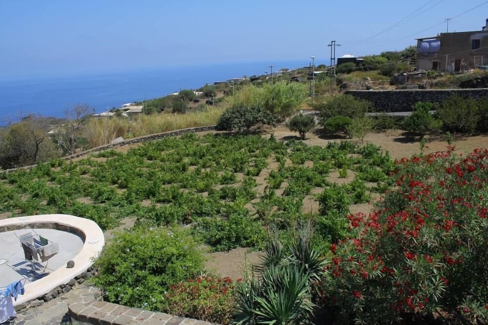 vineyard