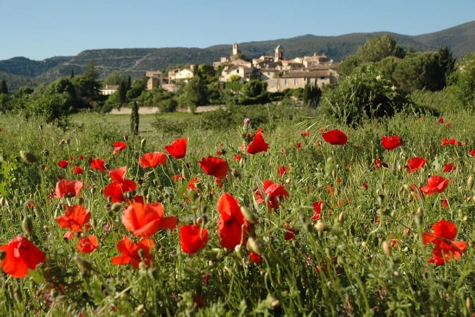 sunshine and poppies