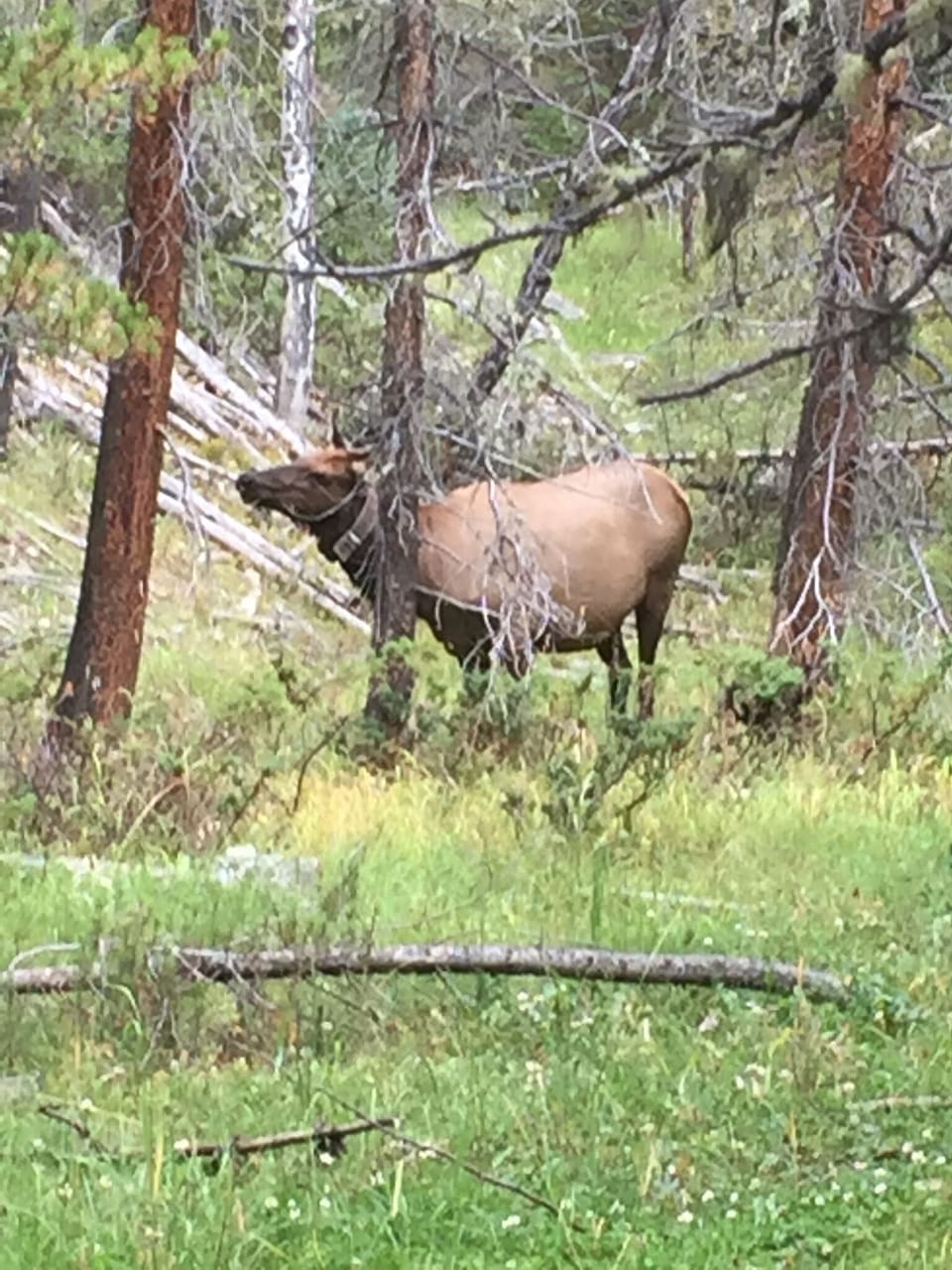 A cow elk that posed for a shot while we were hiking