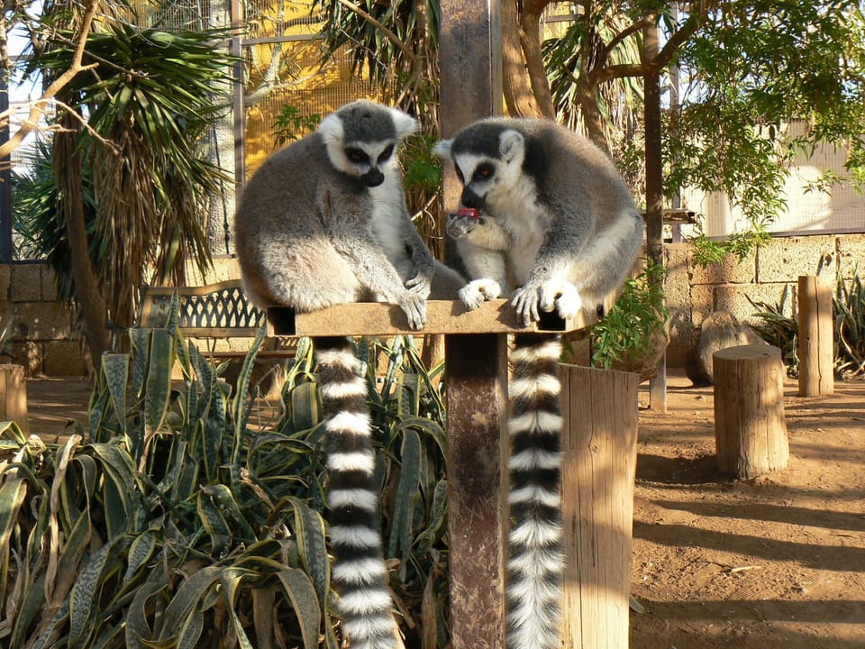 Monkey Park, 