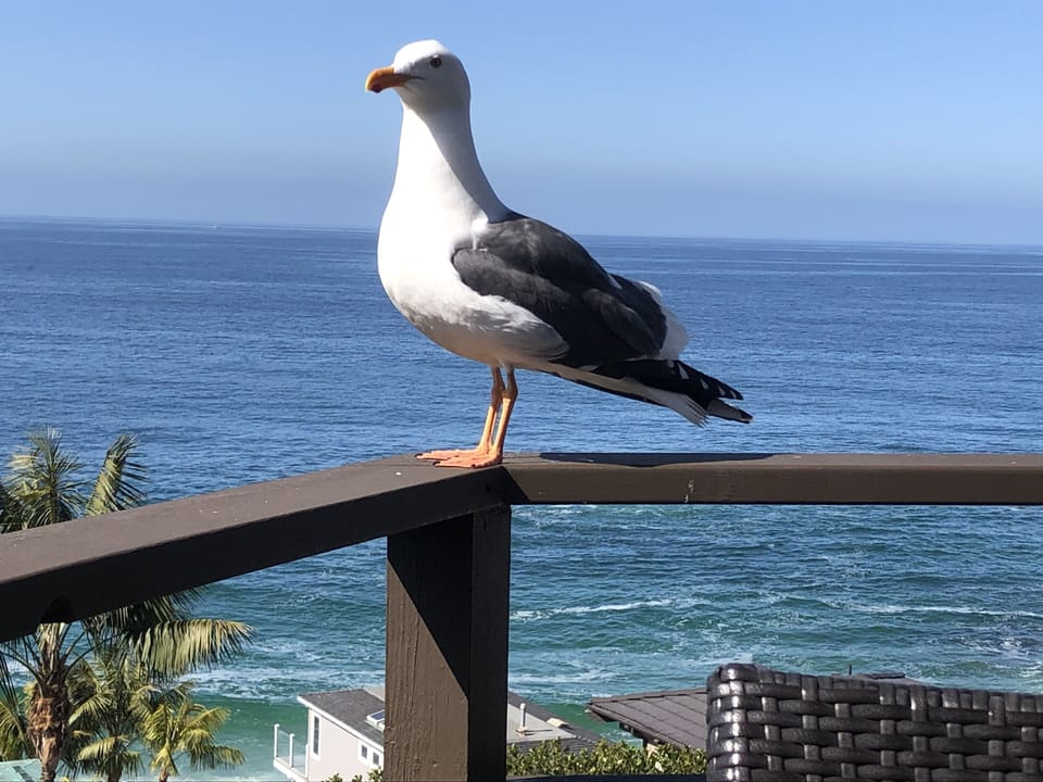 Our friendly gull