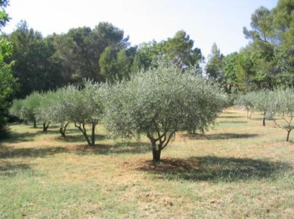 Garden, Park