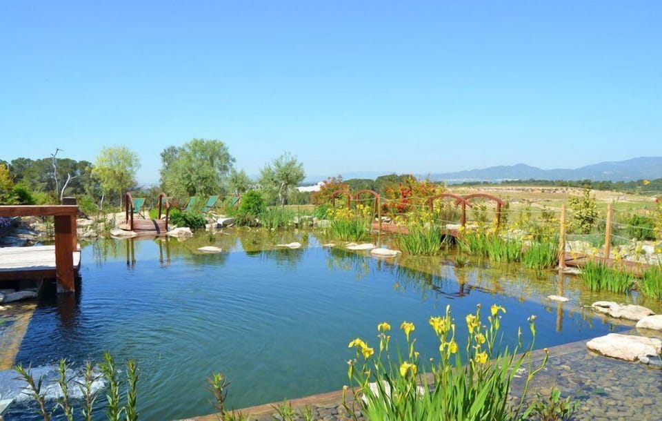 The swimming pool is incredibly beautifully situated surrounded by vine yards