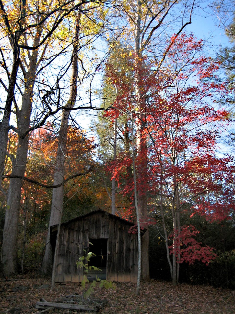 Shed in the Fall