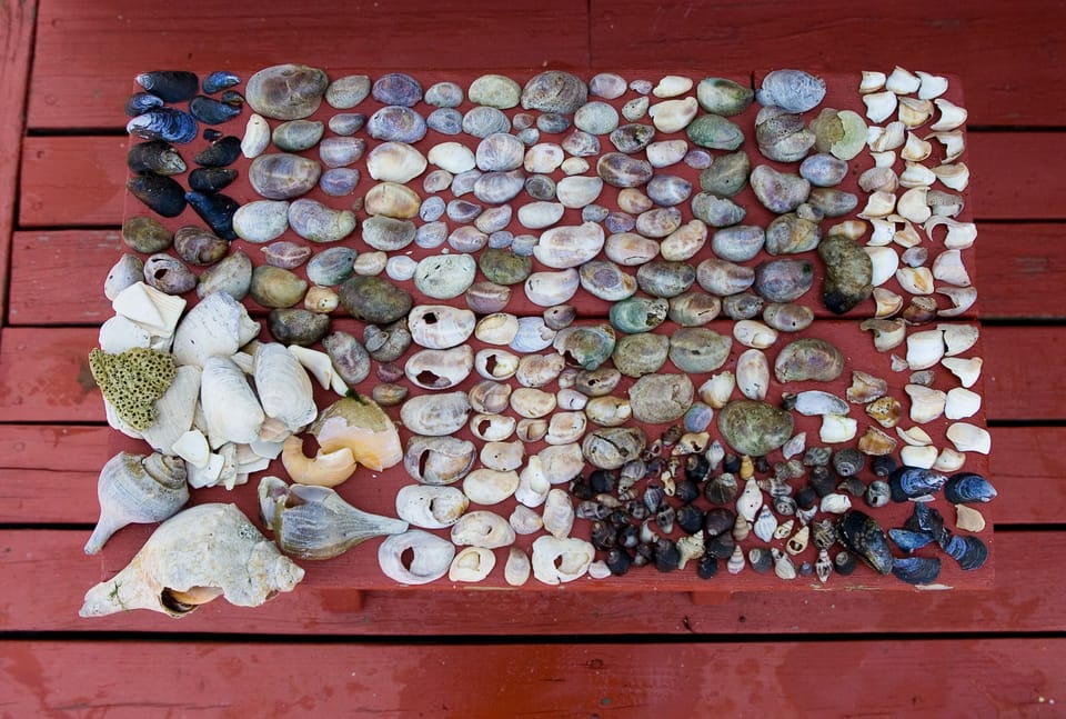 The kids collected these shells from the beach. FUN!