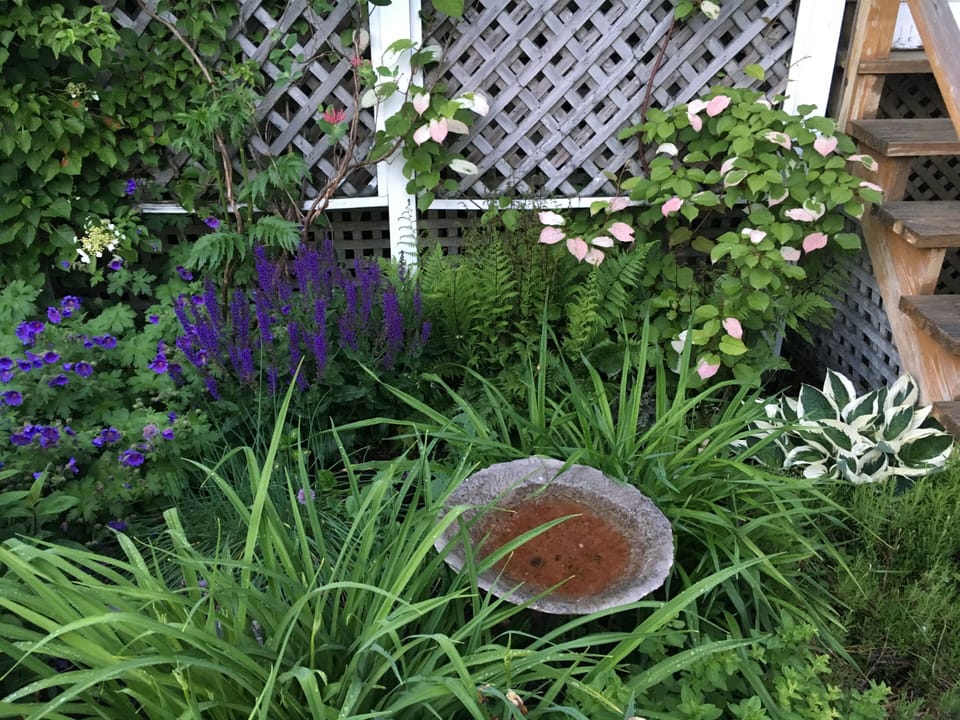 our garden