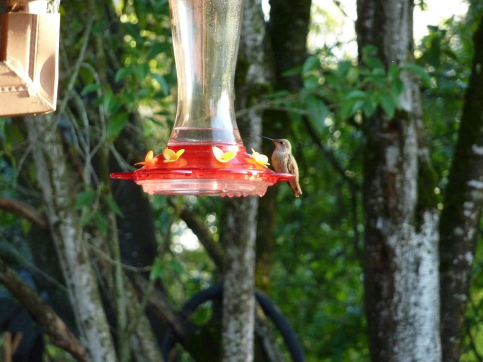 Hummingbirds:  dine at Sunset House feeders year-round.