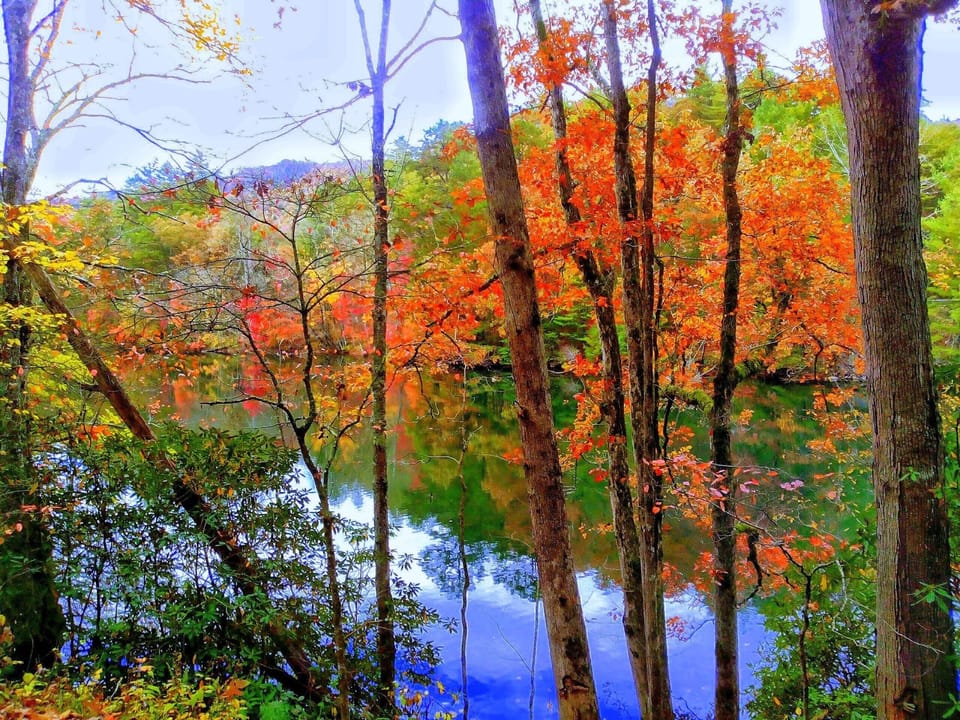 fall- oh what a site