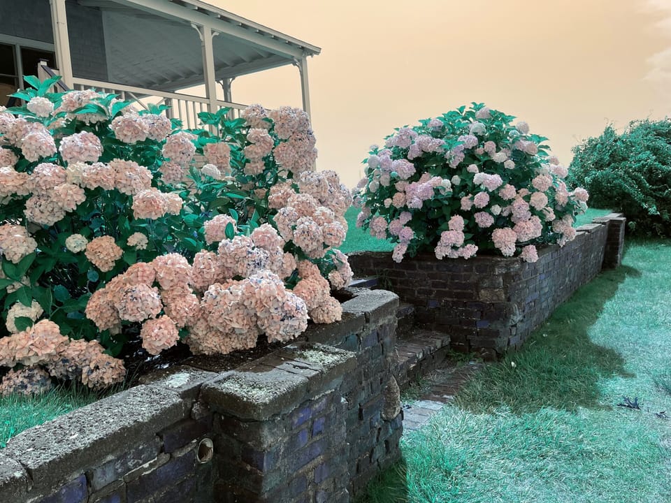 Hydrangea on the side of the house