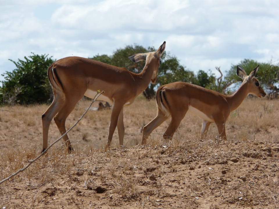 On Safari: Tsavo East Nationalpark.