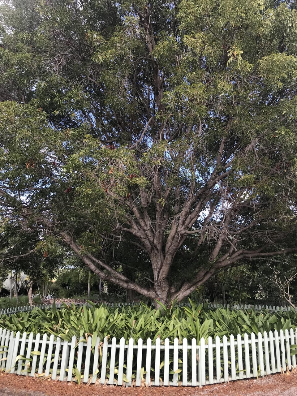 the massive mahogany tree at the entrance to the property
