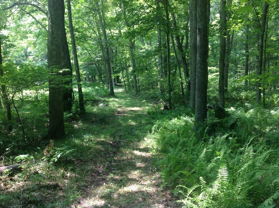 Woodland path