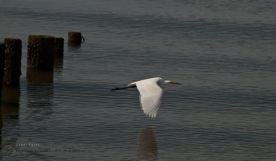 Great egret takes flight. Photograph taken from the cottage porch.