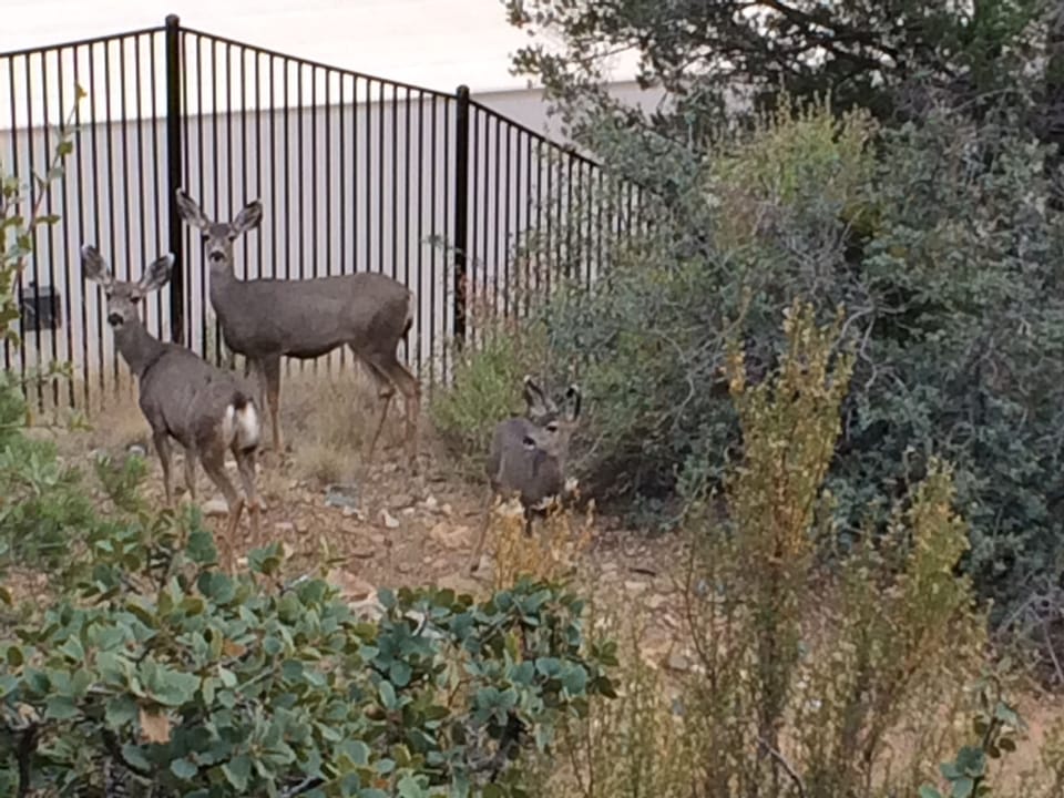 Mule deer in the back yard.