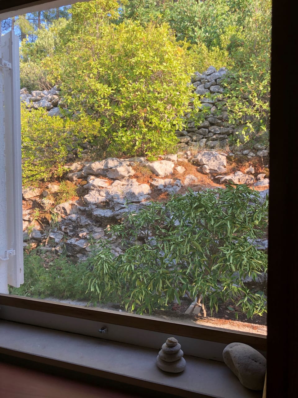 View at the greenery from the kitchen window 