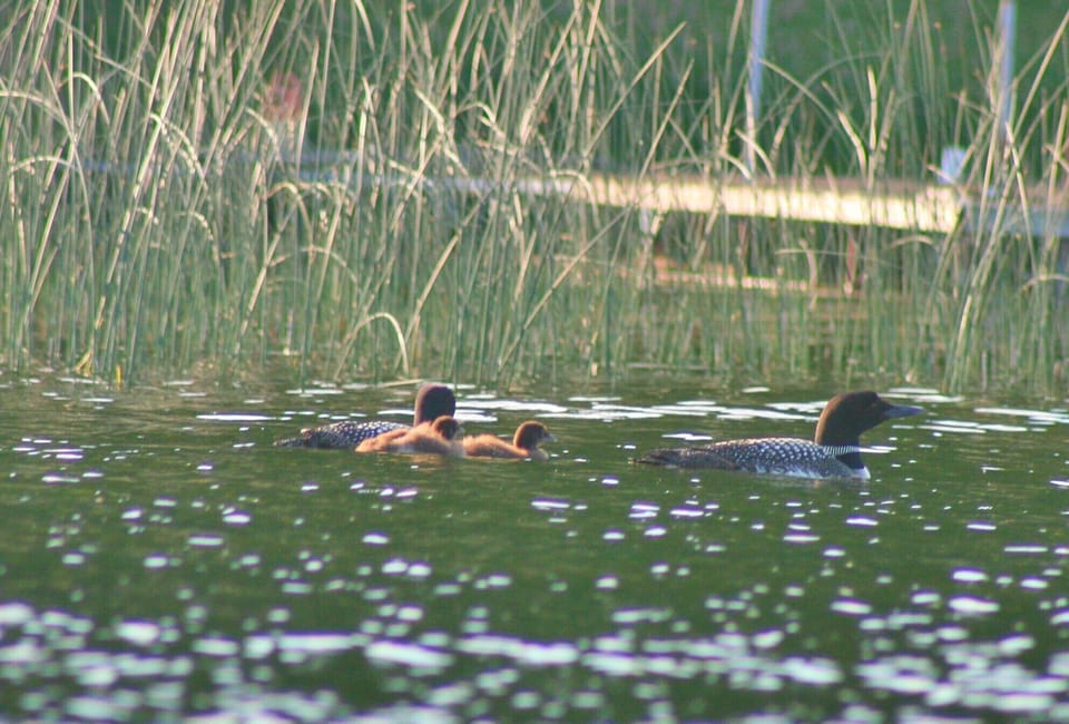 Loons and their Babies - nesting just down the shoreline......

