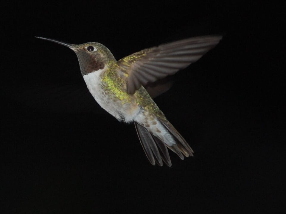 Hummingbird photographed with hi-speed film.