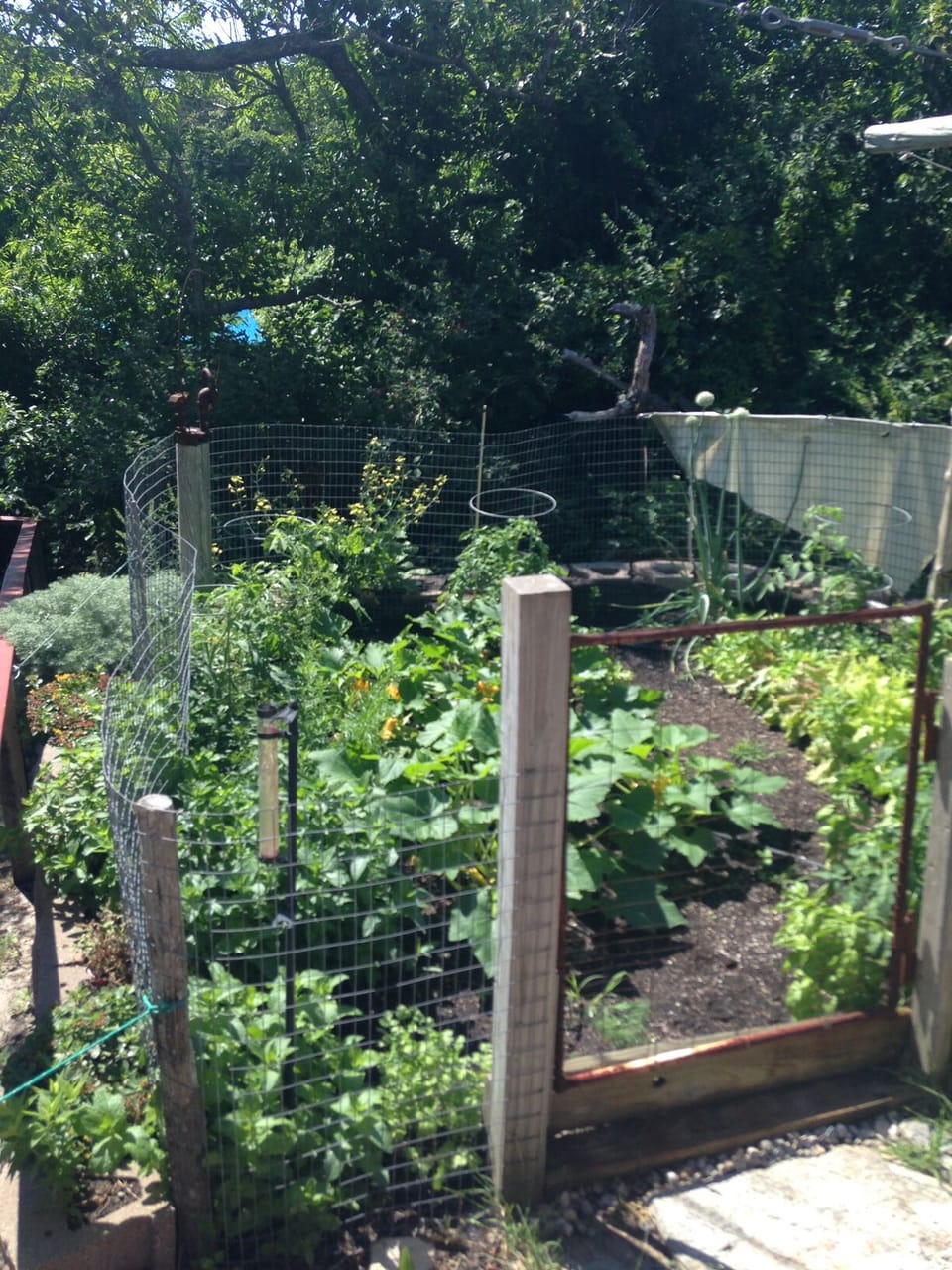 Kitchen garden with fresh herbs, tomatoes and more for your use
