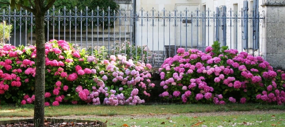 Hydrangeas in bloom, in the main courtyard