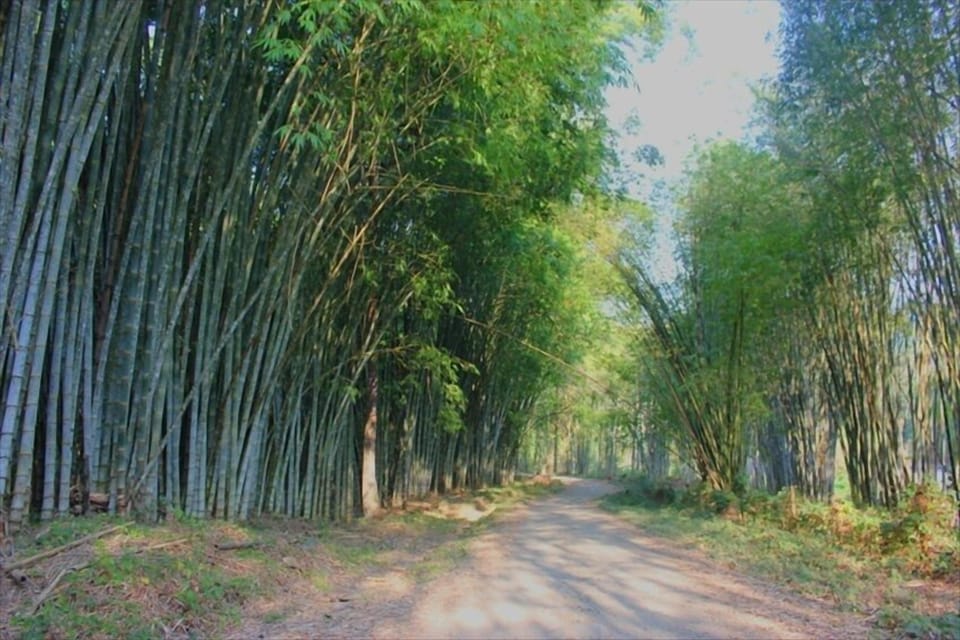 Bamboo forest on your road to the Villa