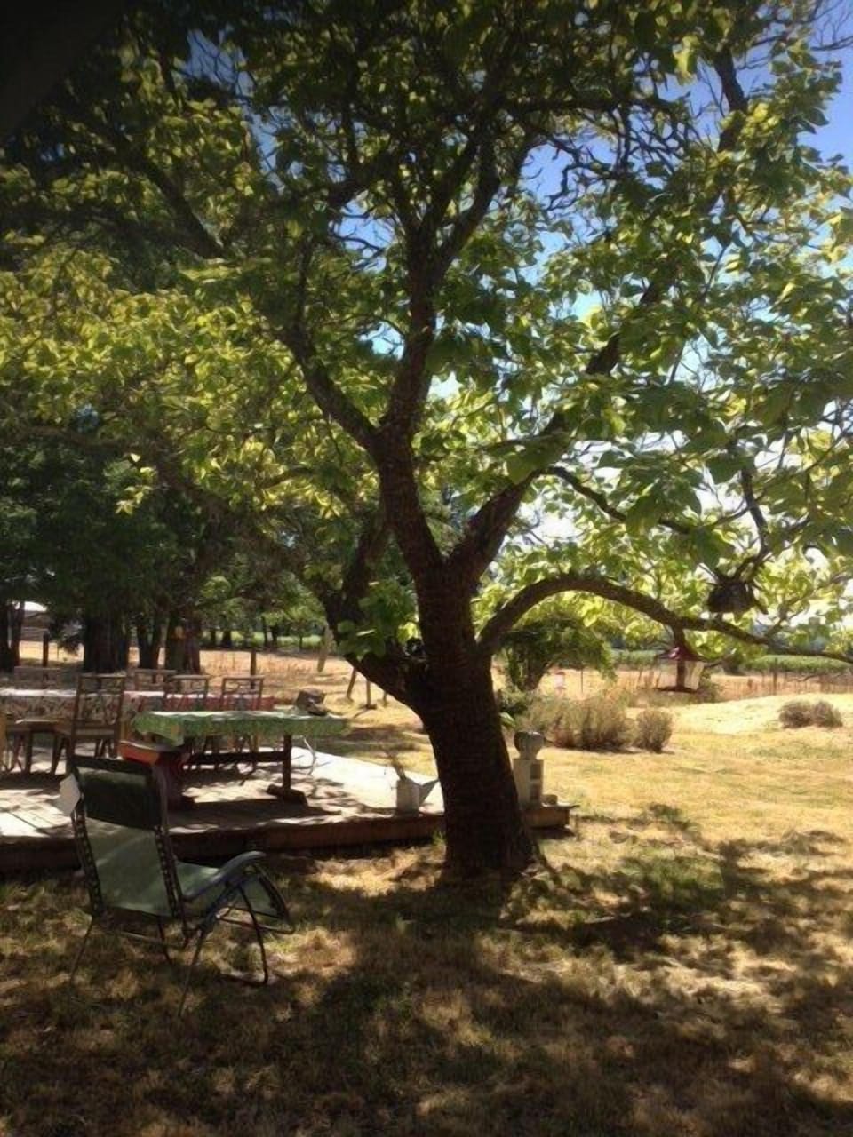 back yard and outside dining area