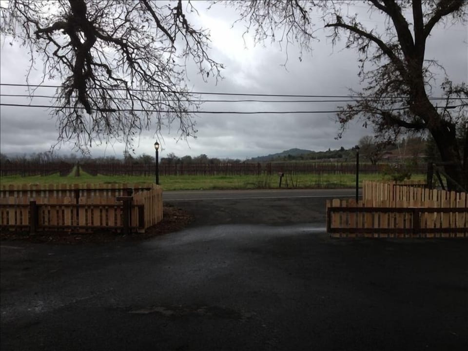 Vineyard view from front window