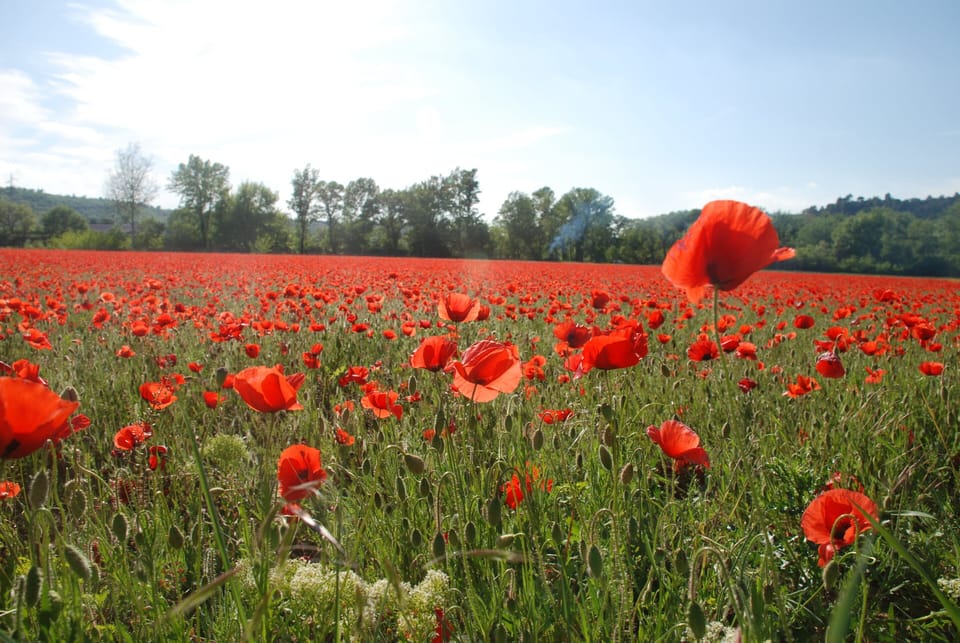 Nearby field at poppy time