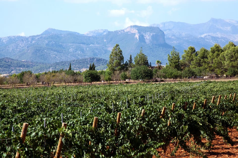 Vineyards and mountains of the Sierra de Tramuntana, world heritage of Humanity