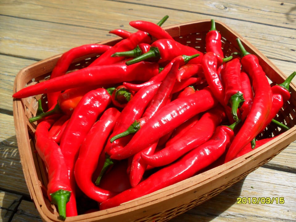 The red peppers from our garden