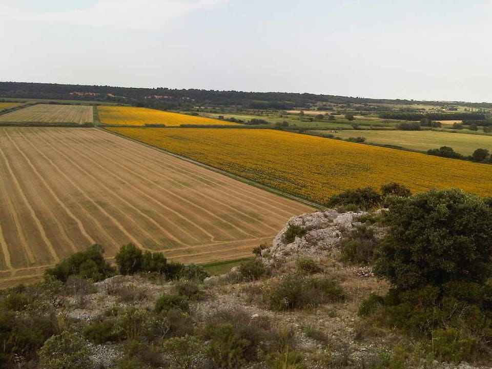 nearby field of sunflowers