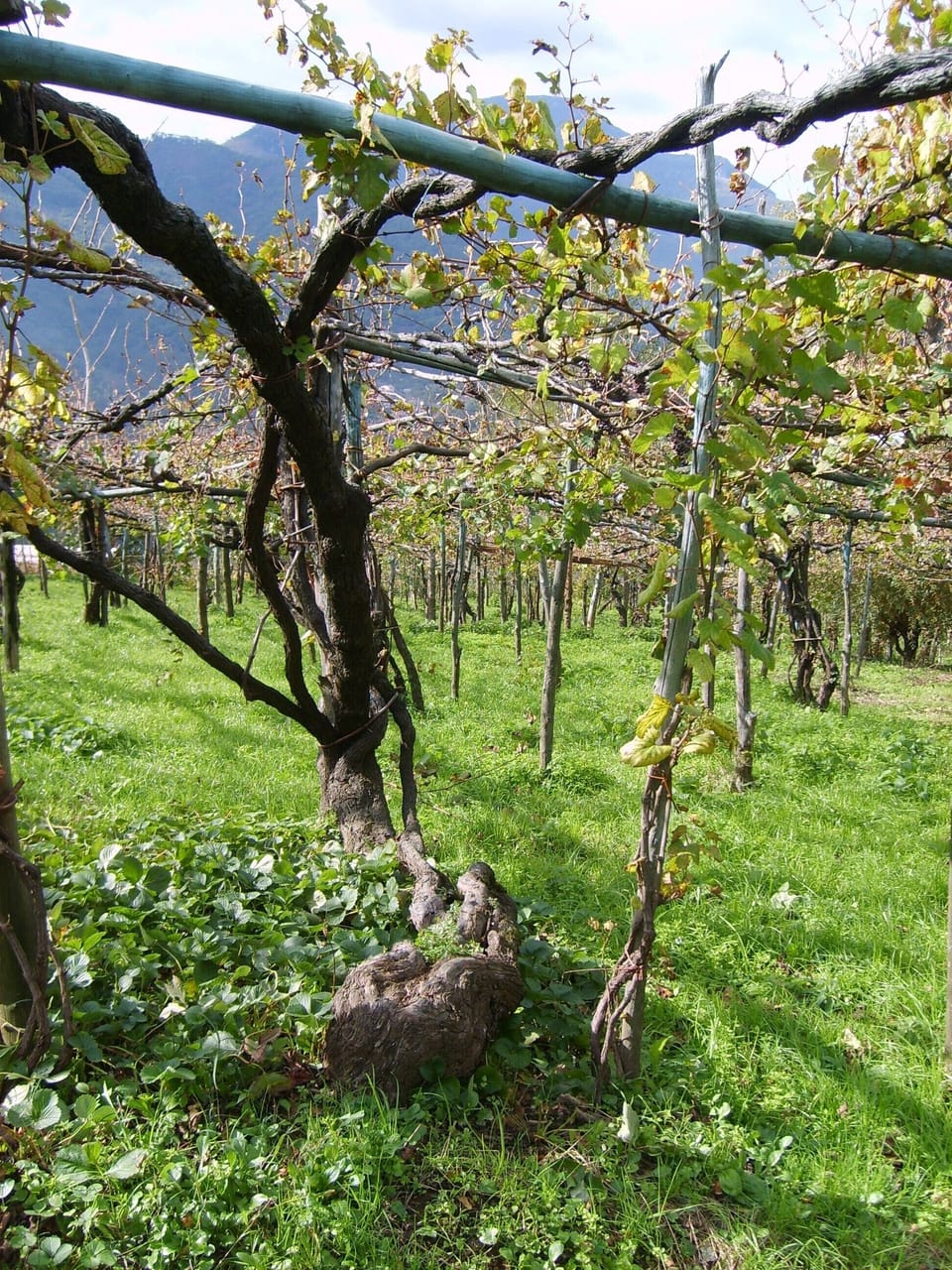 Centuries-old vineyards