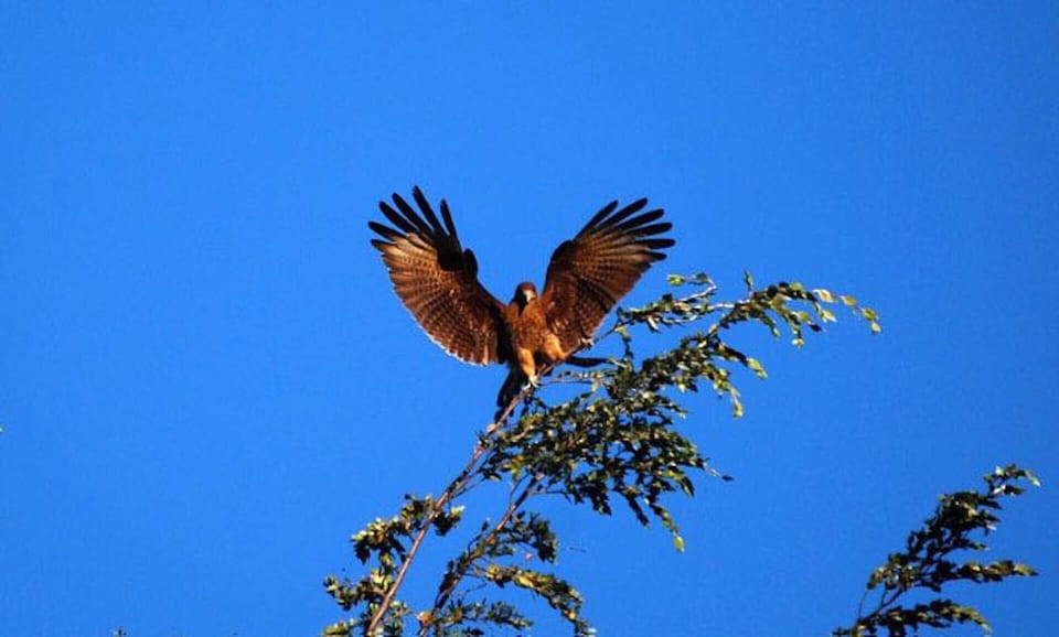 Falcon - Carancho
Frequently visits for food scraps (leftover meat bones)