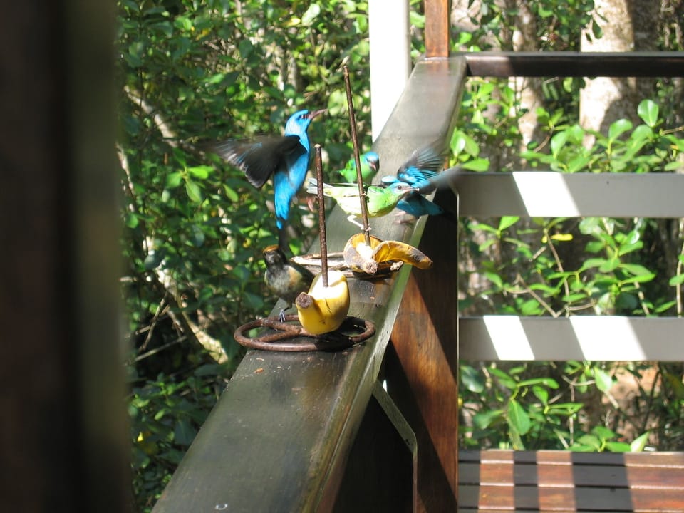 Our flying guests