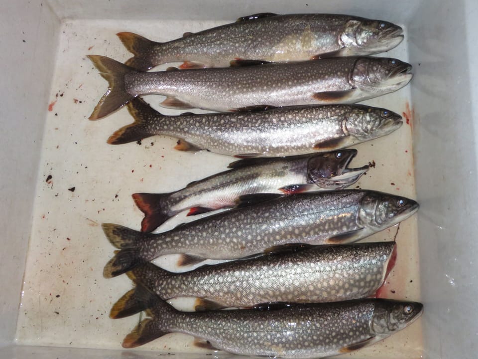 Trout caught in Tow Medicine Lack, one of our favorite spots