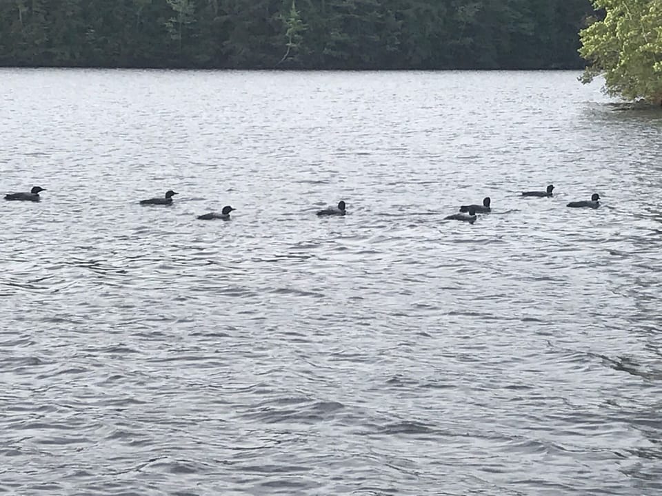 Raft of eight loons gathering to head south