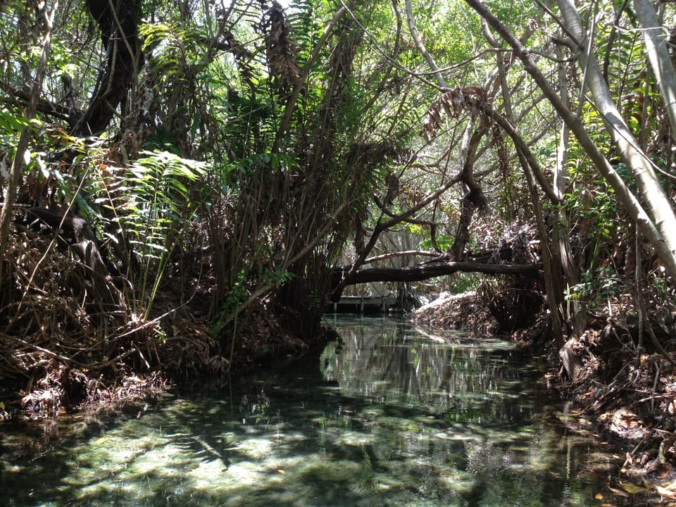 Mangroves at San Cristobal