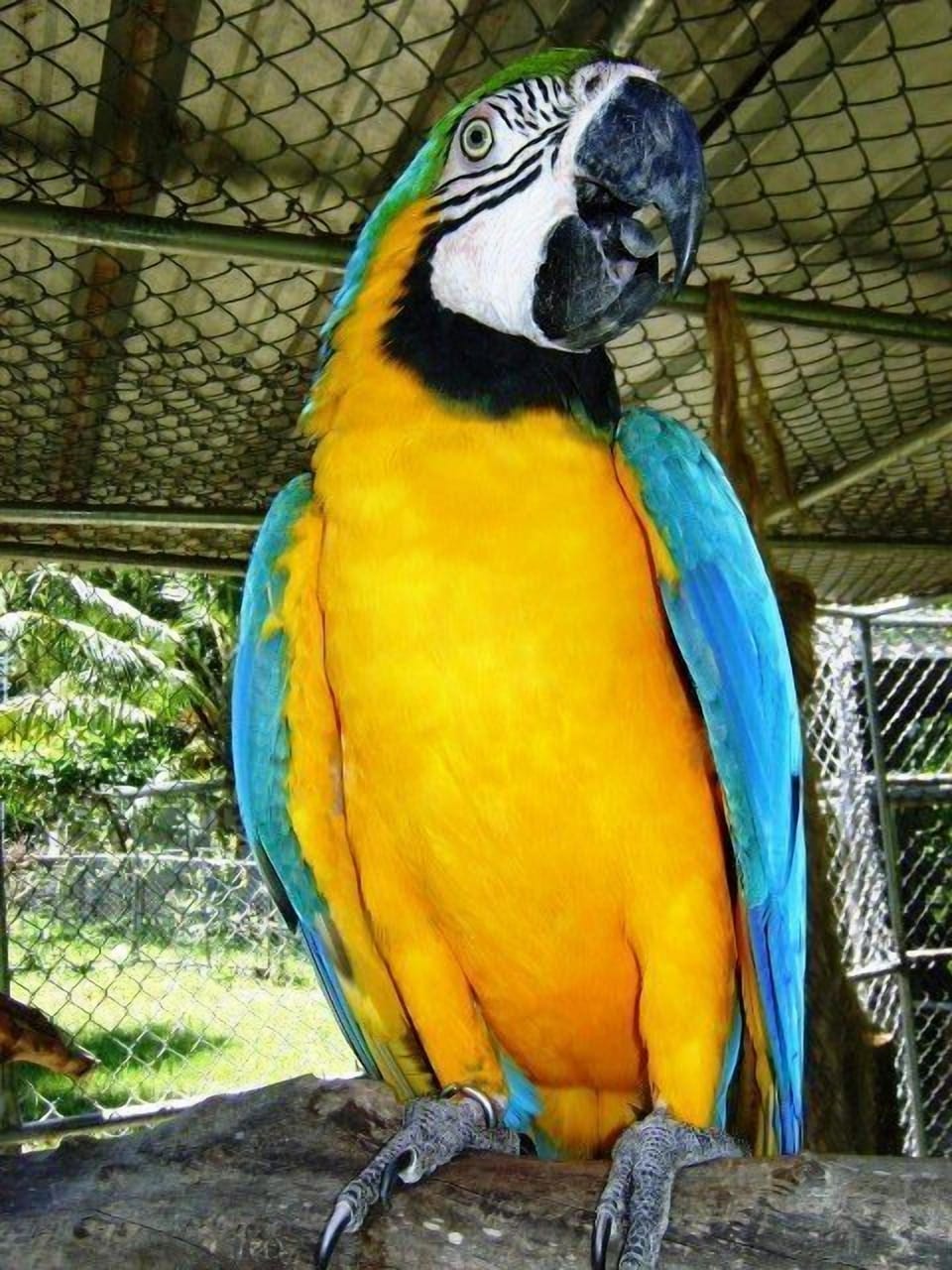 BLUE/YELLOW MACAW "MARLIS" ONE OF ALMOST 900 BIRDS FROM THE PRIVATE BIRD PARK NE