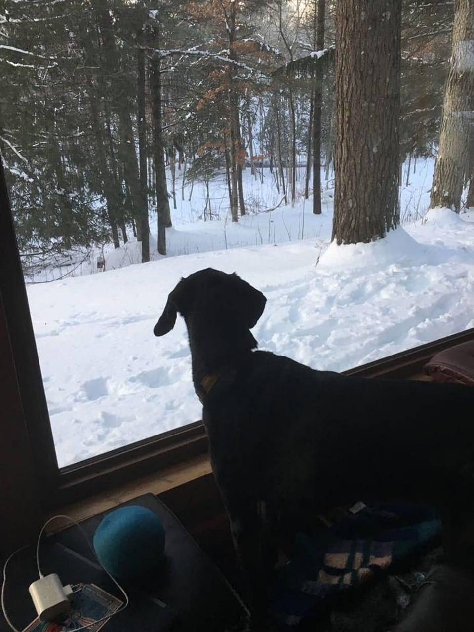 Furry guest enjoying the view from the front window