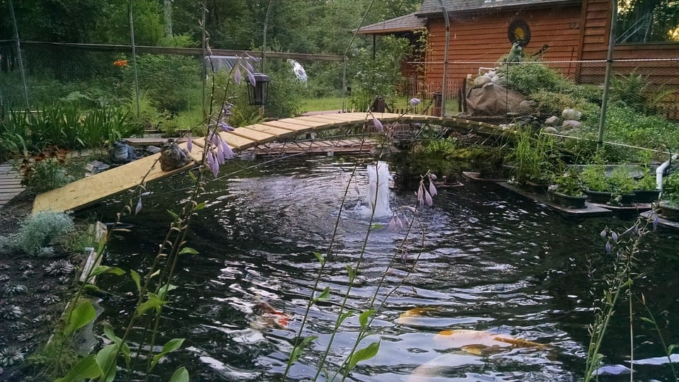 koi pond