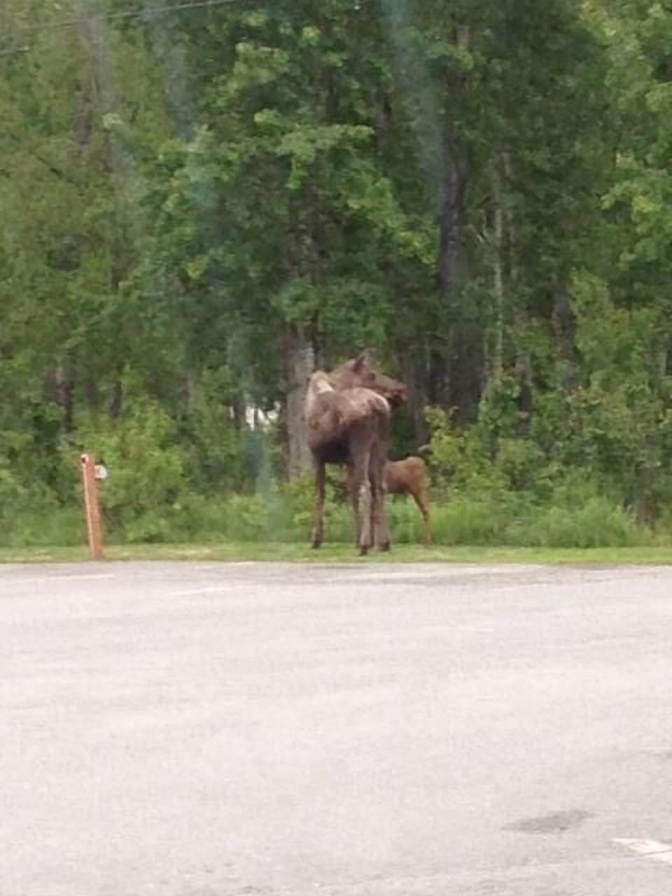 Sow and calf moose.