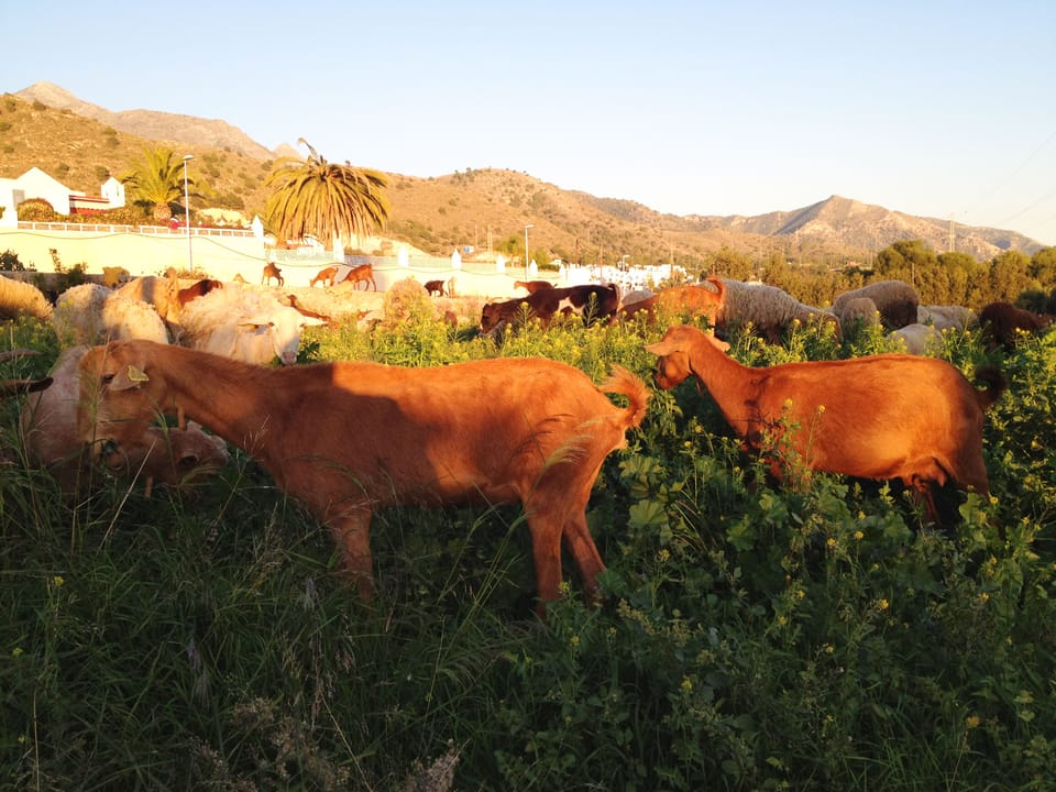 Goats, sheep and their shepherd dogs paying a visit across the road