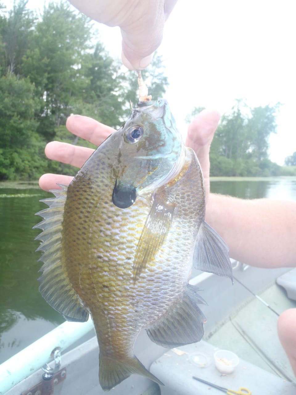 Just a day fishing at Mirror Lake. All fish are clean & keep or catch & release