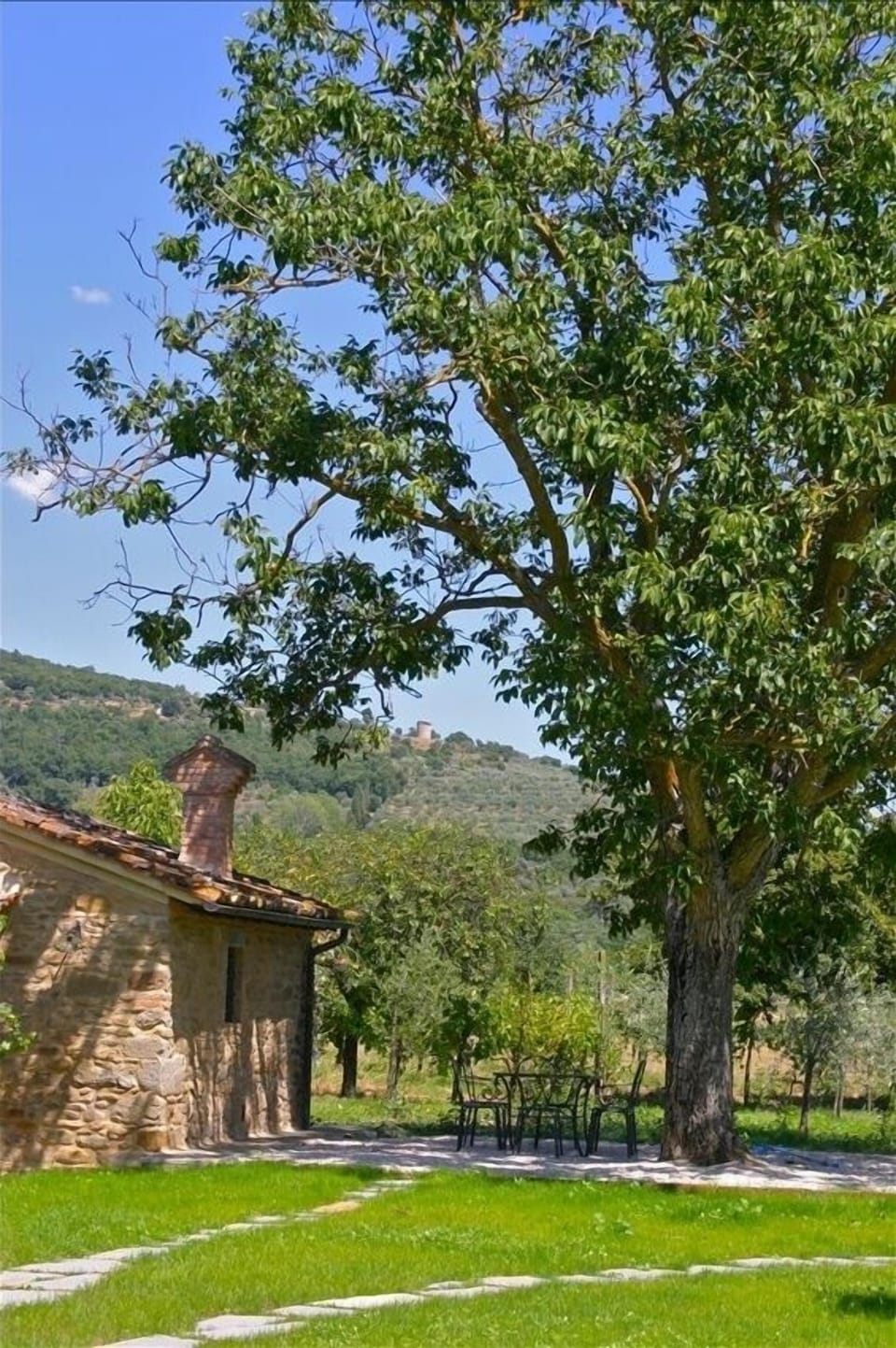 100 year old Walnut Tree