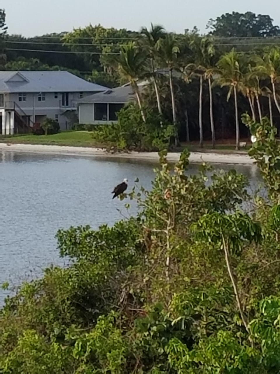 Bald eagle near Riverbend